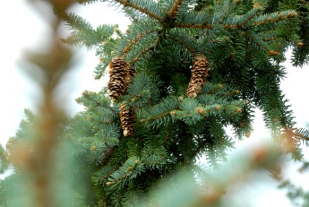 depth photography of pine tree with pine cones photo