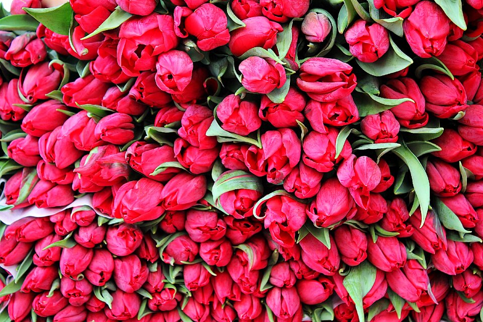Summer red background