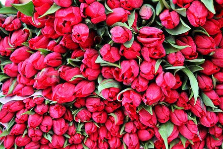 Summer red background