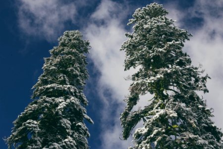 tow trees covered by snows