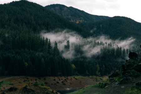 mist covered forest photo