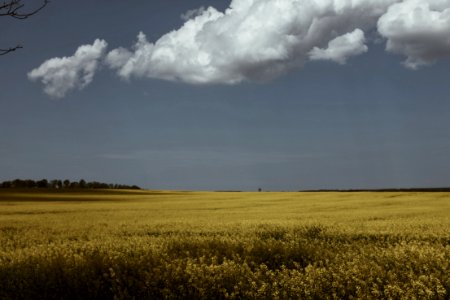 Fields, Spring