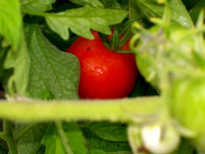 Tomato, Shawinigan, Canada