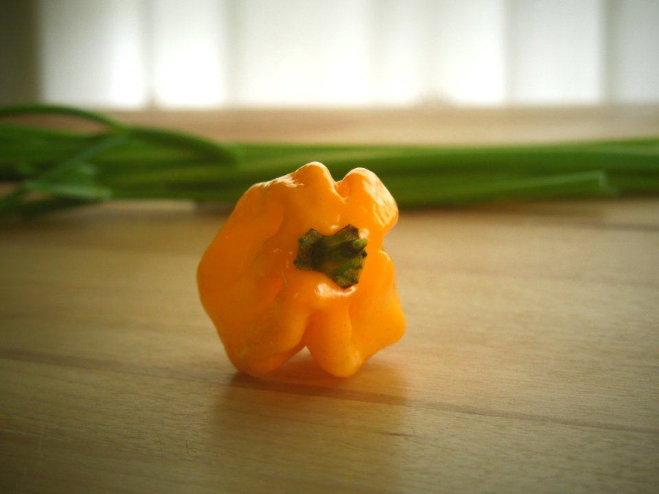 Yellow bhut jolokia ghost pepper, Shawinigan, Canada
