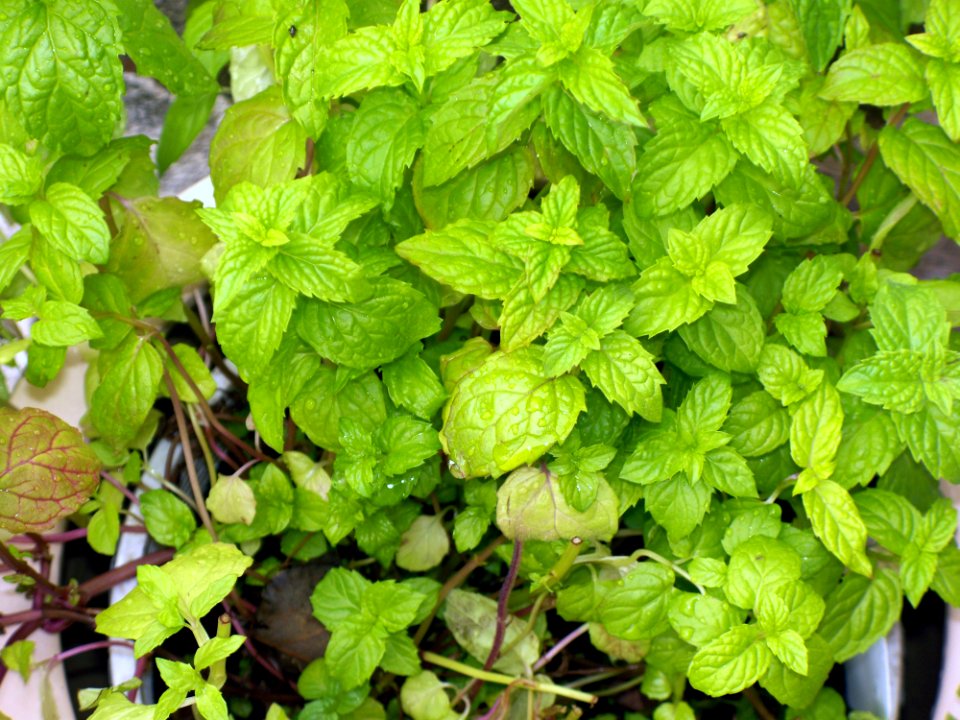 Mint, Shawinigan, Canada