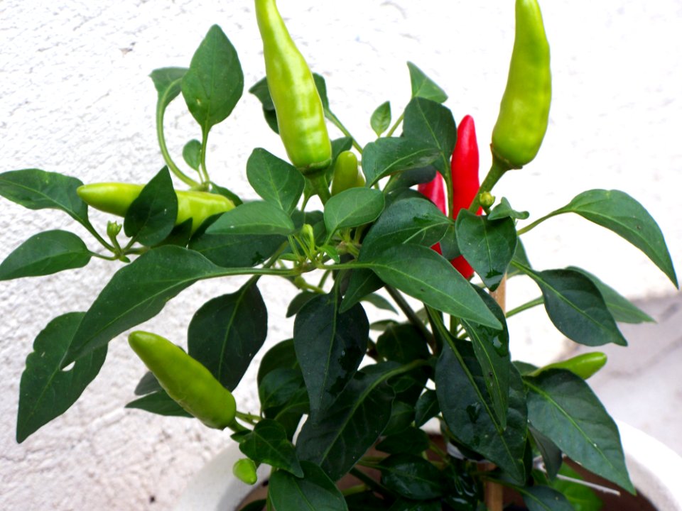 Peppers, Shawinigan, Canada