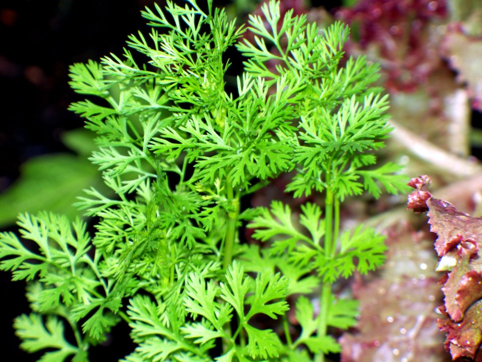 Parsley, Shawinigan, Canada
