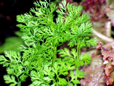 Parsley, Shawinigan, Canada