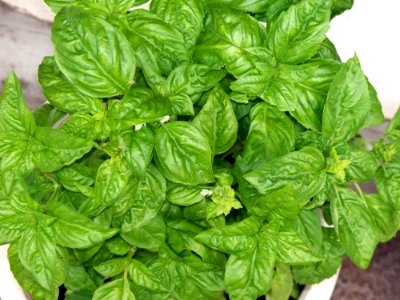 Basil, Shawinigan, Canada