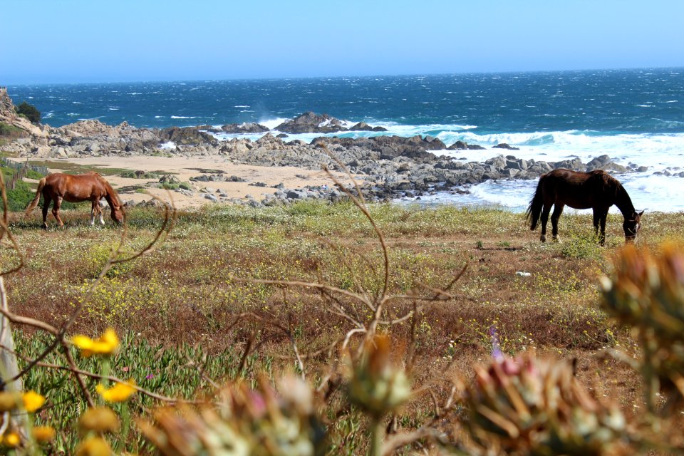 Isla negra, Chile, Summer