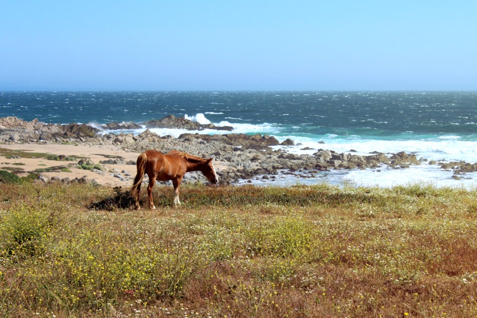 Isla negra, Chile, Summer
