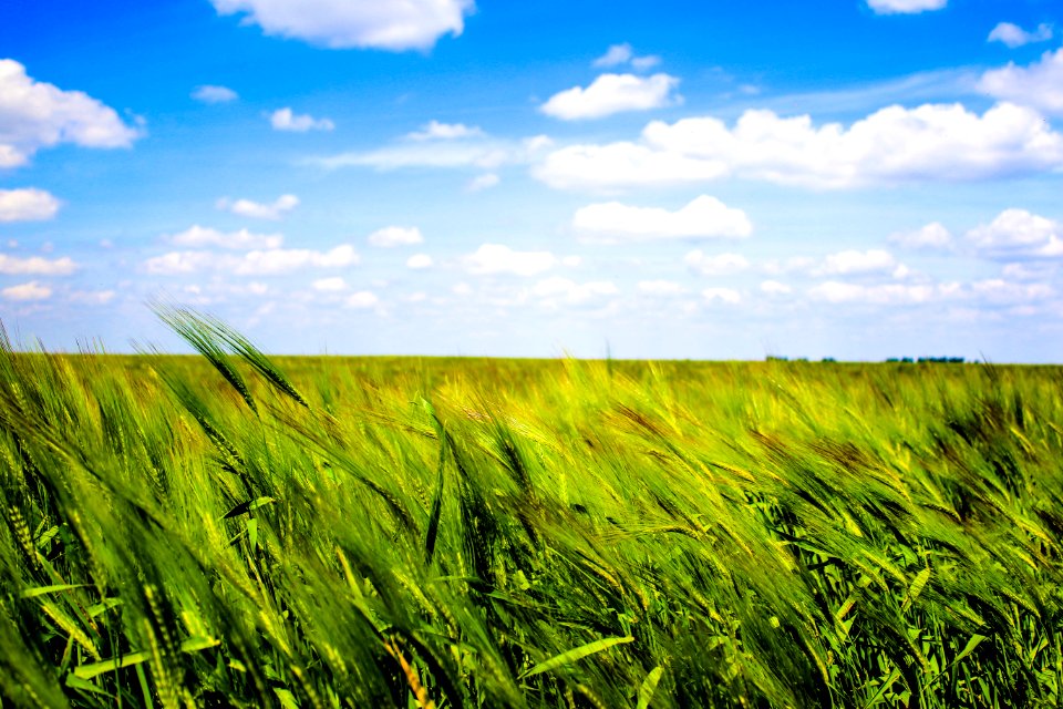 Field