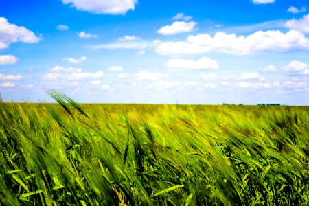 Field
