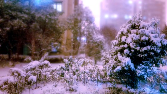China, Beautiful, Tree