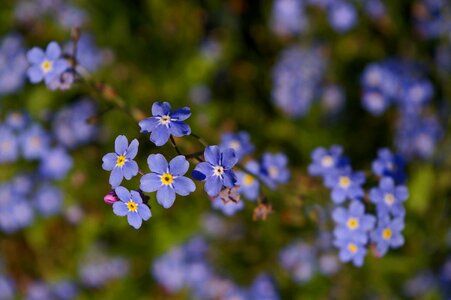 Bloom plant blue