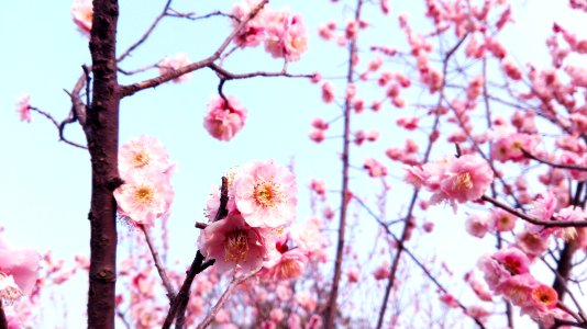 Flowers, Tree