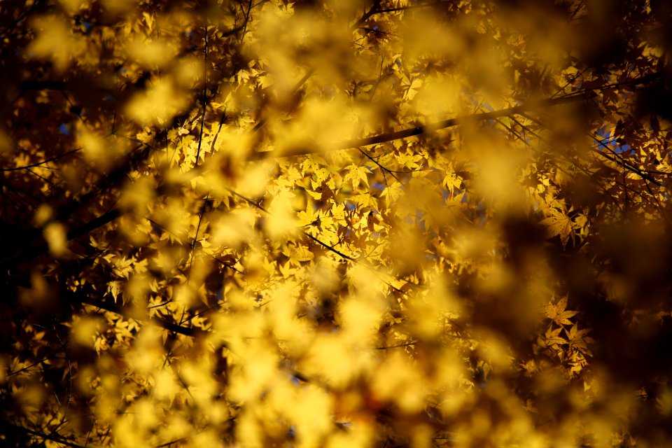 selective focus photo of yellow foliage tree