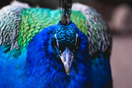 shallow focus photography of blue peacock photo