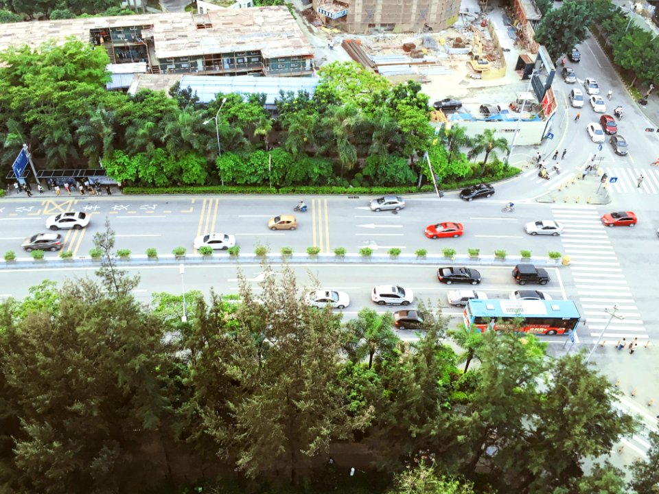 Trees, Cars, Road