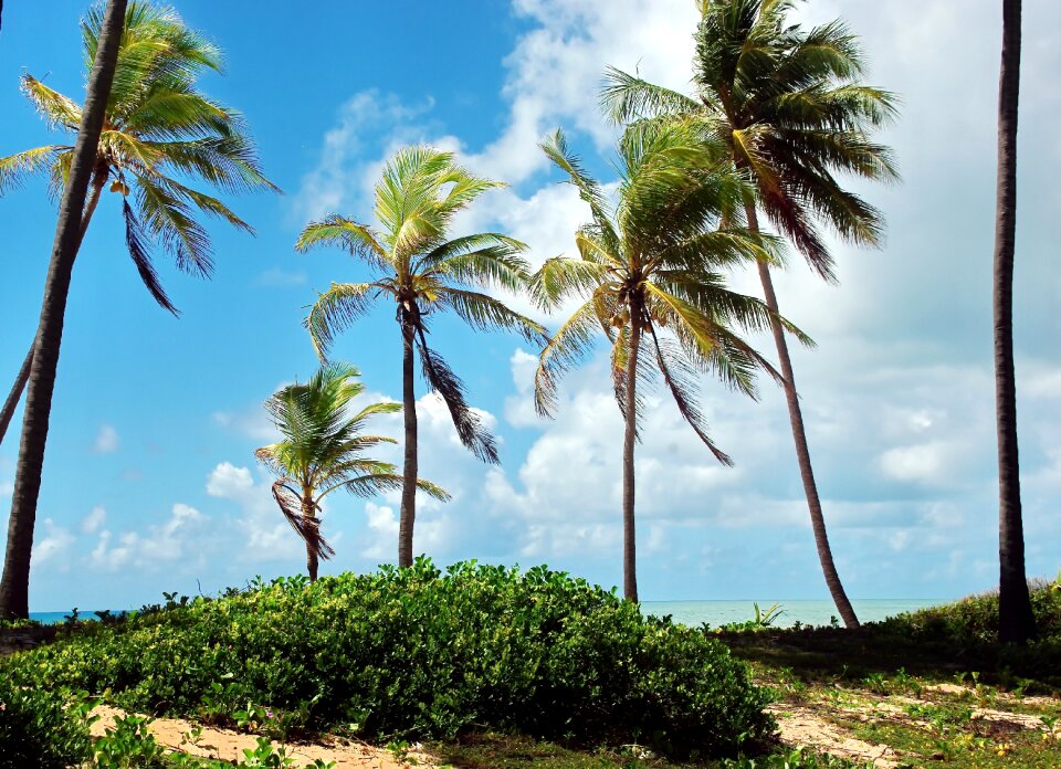 Cocoteraie dunes vegetation