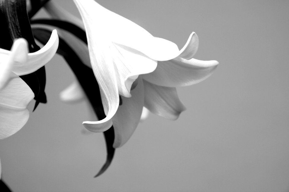 Black  white, Flower