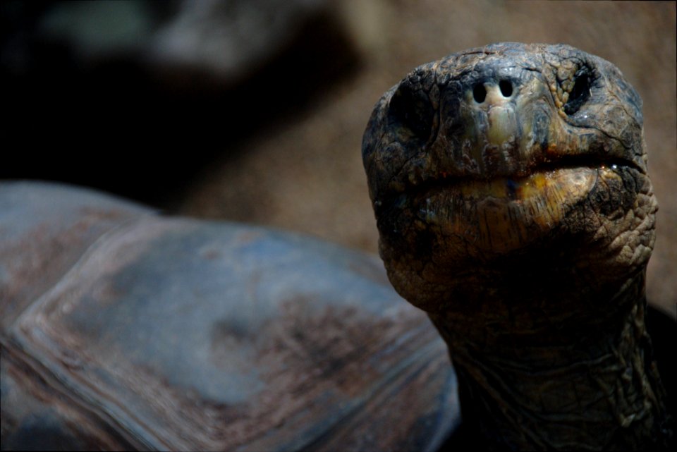 brown tortoise in shallow focus photography