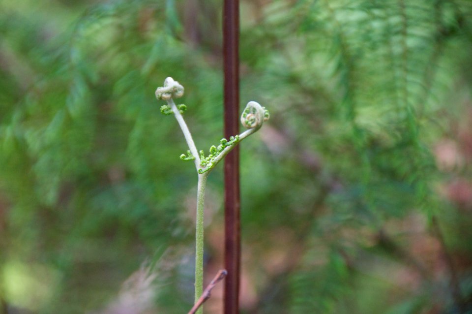 Unfurling, Unfolding, Leaves