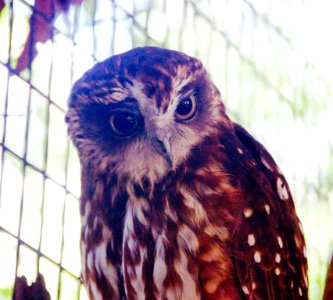 Australian reptile park, Somers