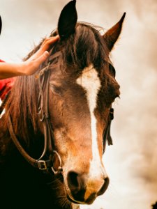 selective focus photography of brown horse with halter photo