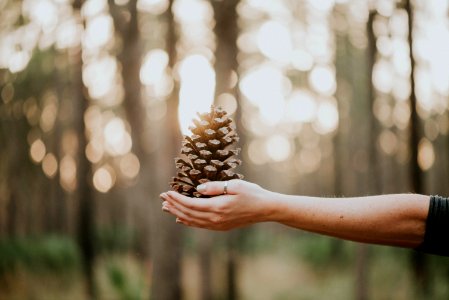 person with pine cone on hand photo
