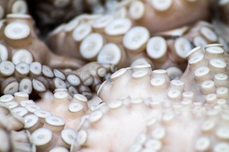 shallow focus photography of octopus photo