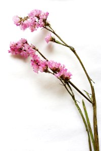 White background, Pink, Flower