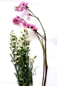 White, Pink, Flower