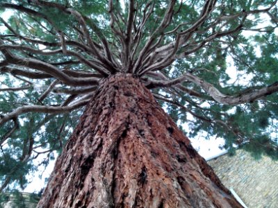 Nevers, France, Tree