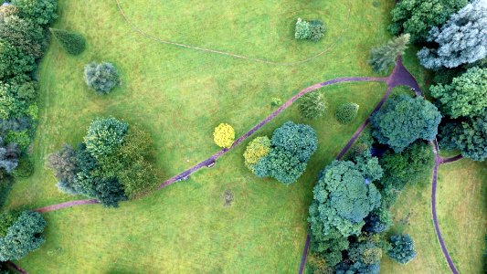 aerial photography of pathways and tall trees at daytime photo