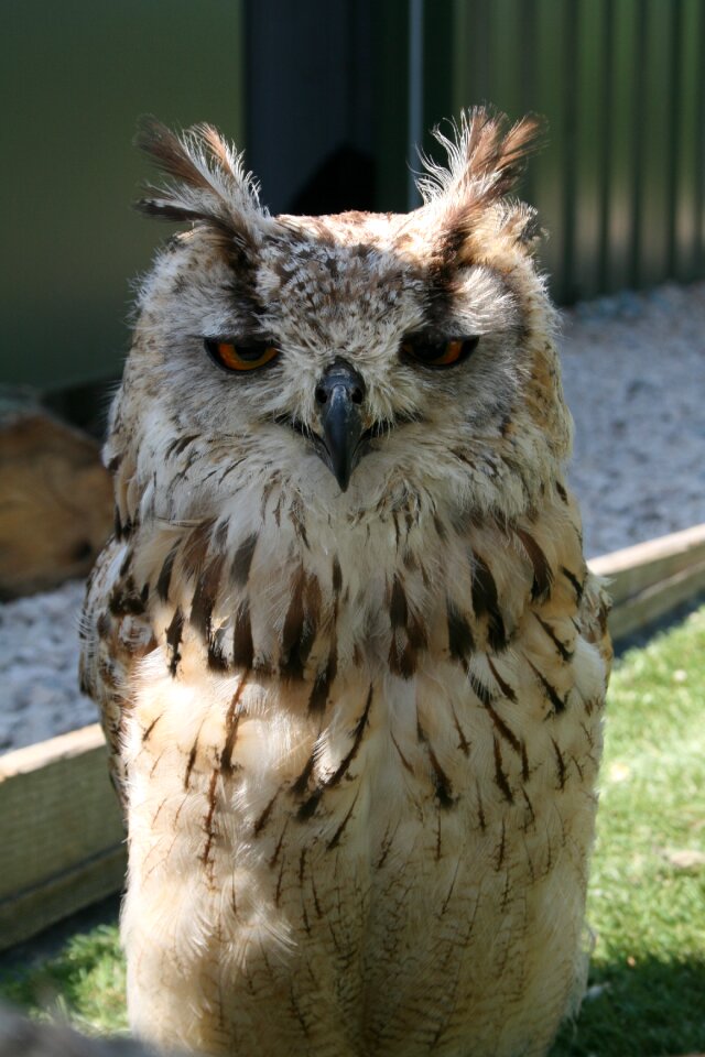 Bird beak predator