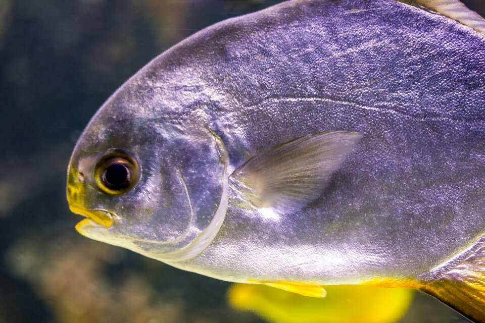 Sea ​​fish blue coral fish