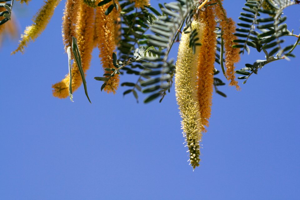 Southwest, Yellow, Sky