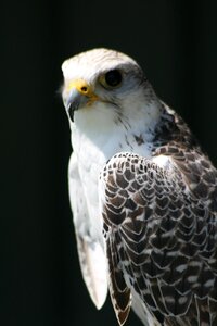 Falconer hunter wildlife photo