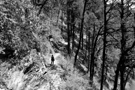 A black-and-white shot of a lone hiker standing on a dirt trail on a wooded slope
