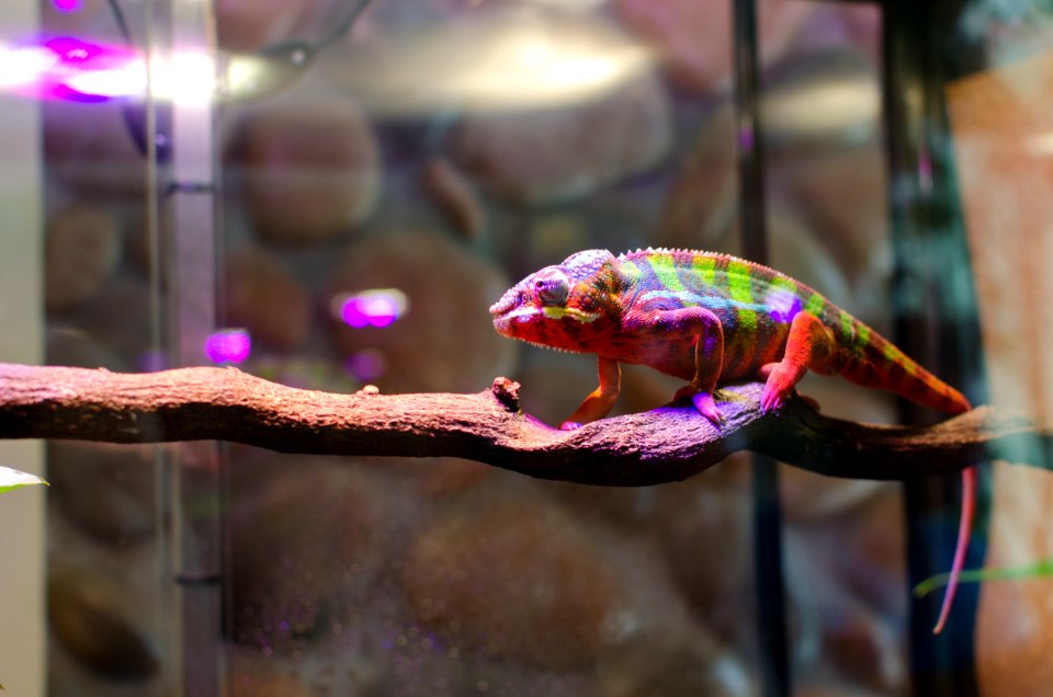 Saint petersburg, Russia, Chameleon