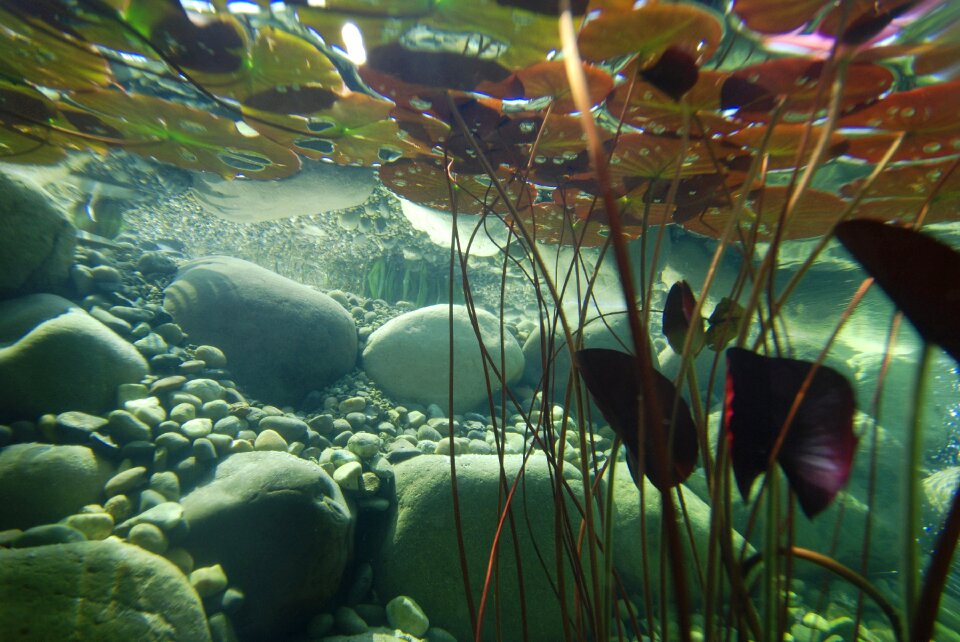 Aquatic plants biotope pond