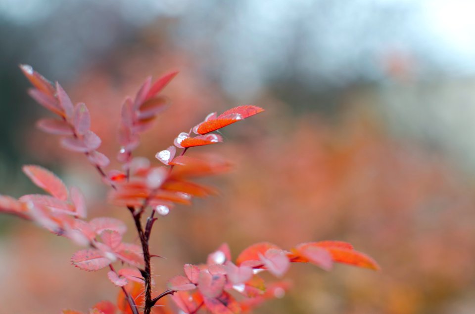 Saint petersburg, Russia, Leaves