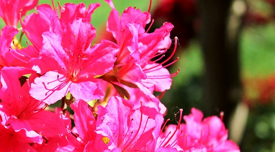 Pink flowers plant garden