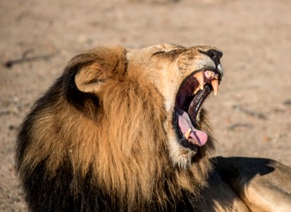 roaring lion photography photo
