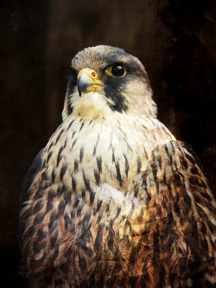 Beak predator eye
