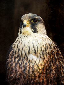 Beak predator eye