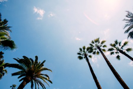 green palm trees under blue sky photo