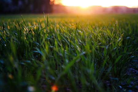 Sun, Farmer, Field