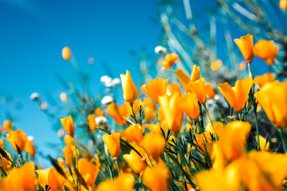 orange petaled flowers